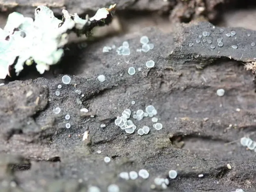 Tapesia fusca