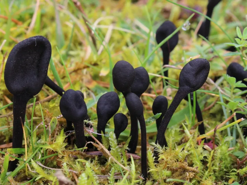 Trichoglossum hirsutum