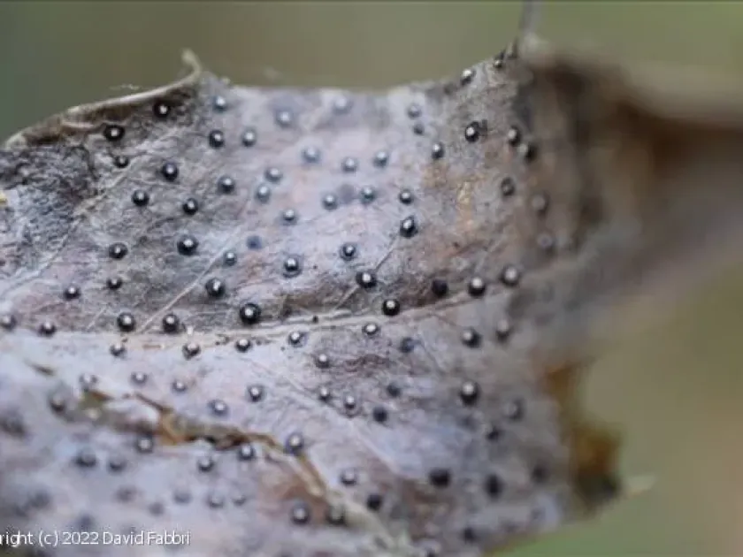 Фацидиоз лавра