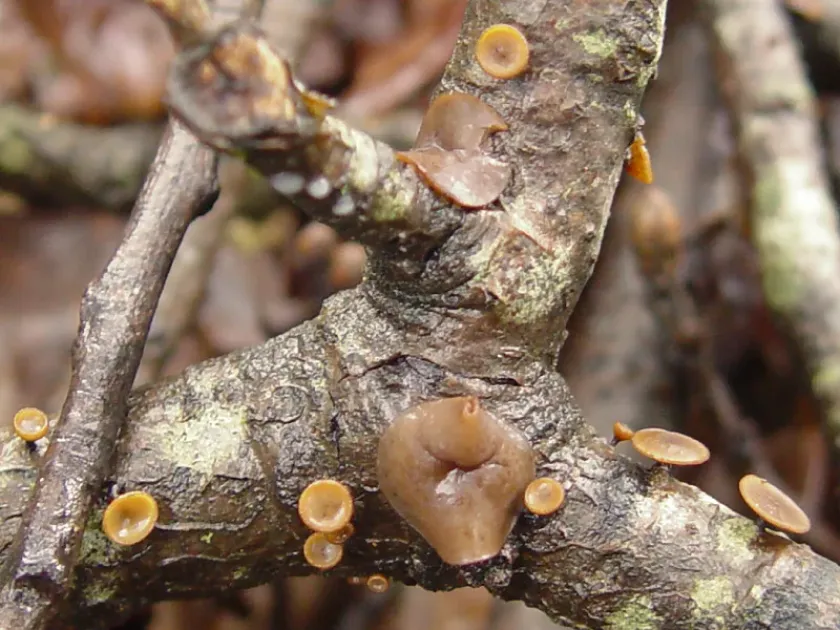 Rutstroemiaceae