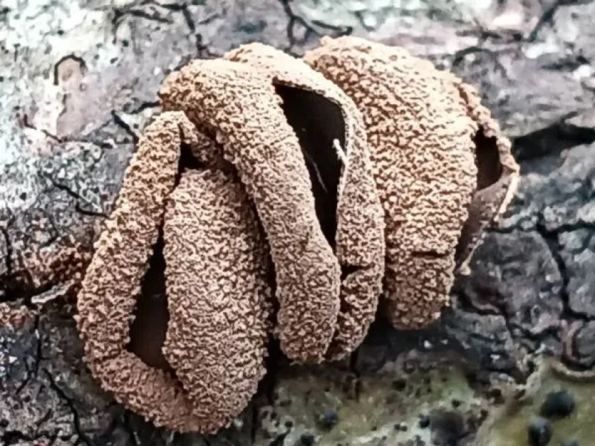 Энцоелия бахромчатая