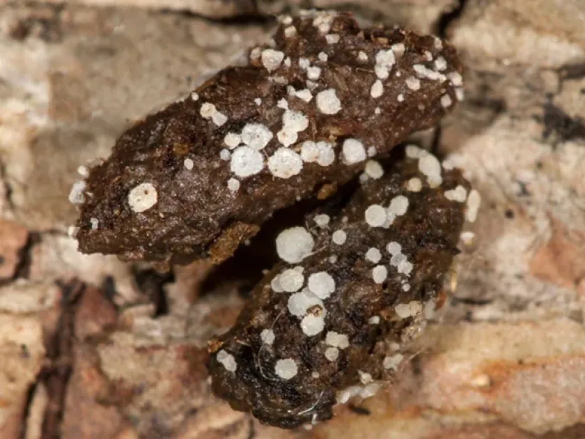 Ascozonus woolhopensis