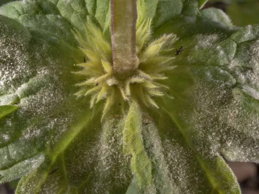 Powdery mildew of Lamiaceae