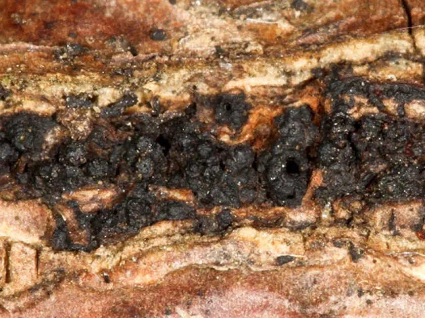 Quaternaria dissepta