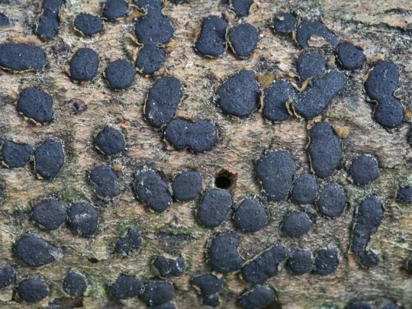 Diatrype disciformis