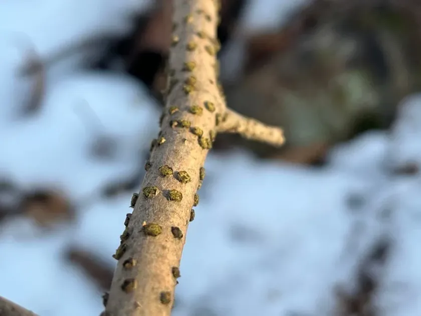 Diatrype virescens