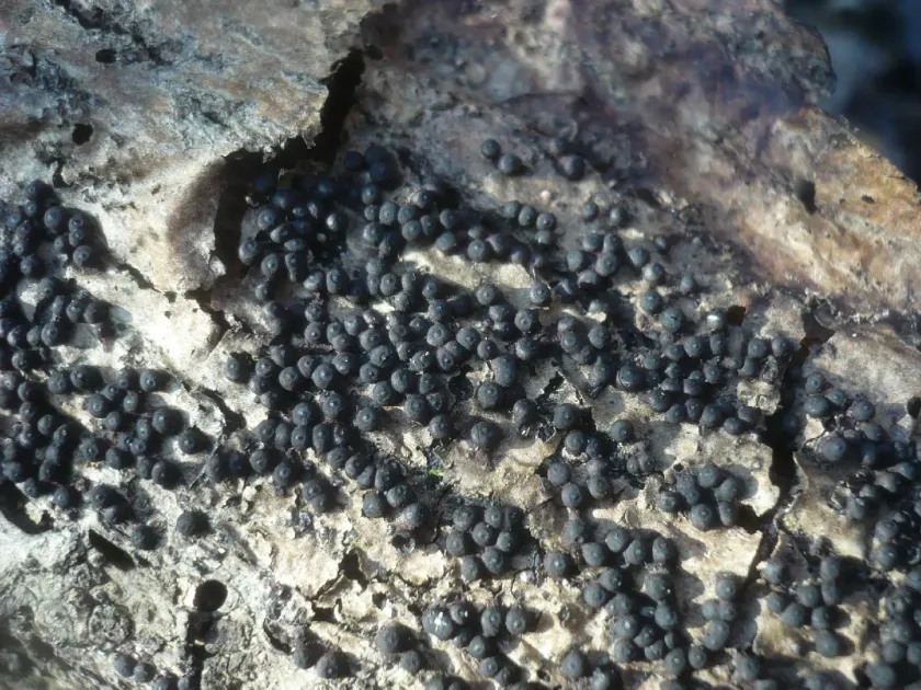 Rosellinia mammiformis