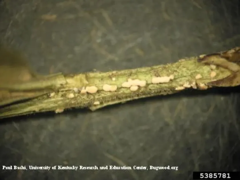 Volutella blight