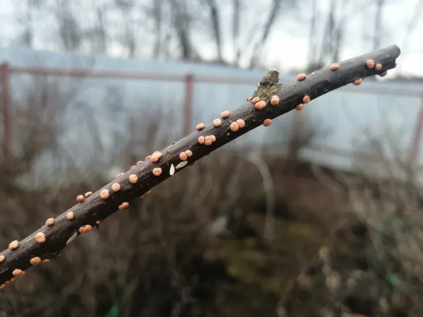 Tubercularia dieback