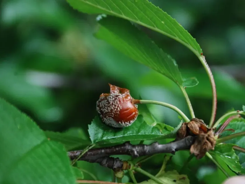 Gnomonia leaf spot