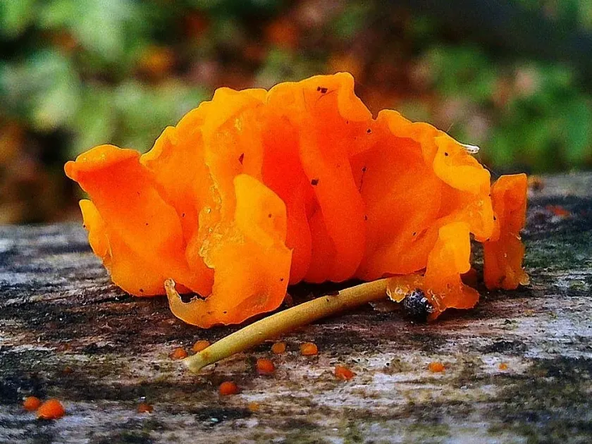 Dacrymyces