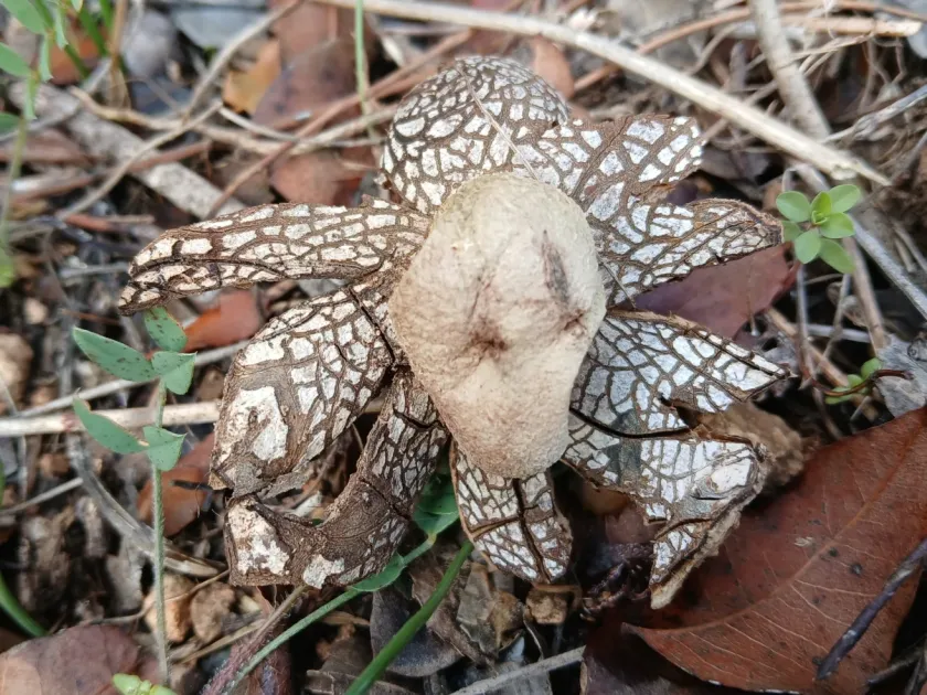 Astraeus hygrometricus