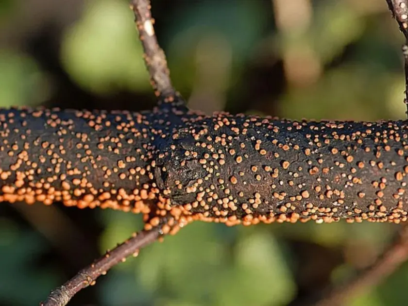 Cytospora canker of willow