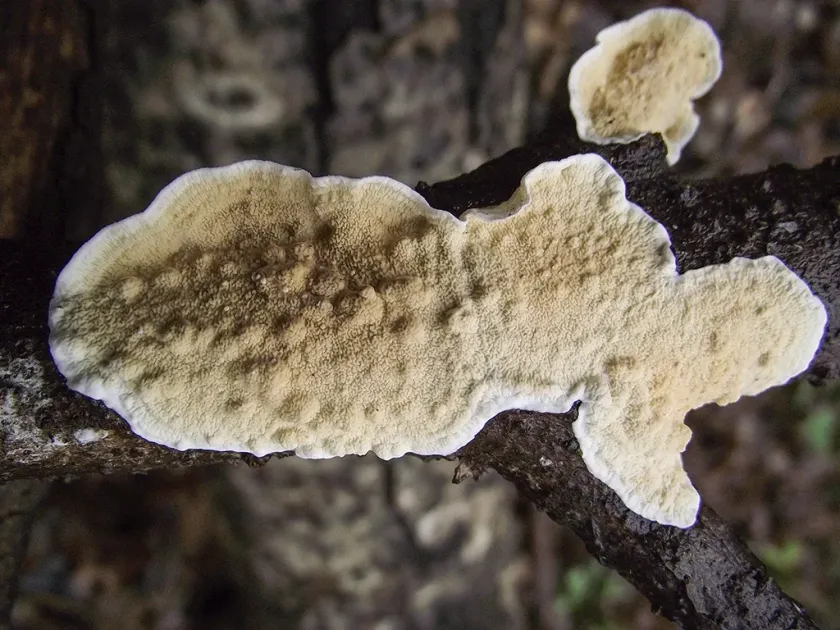 Byssomerulius corium