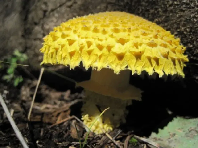 Floccularia luteovirens