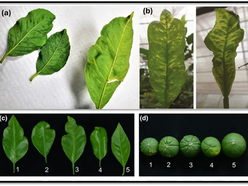 Citrus yellow blotch viroid