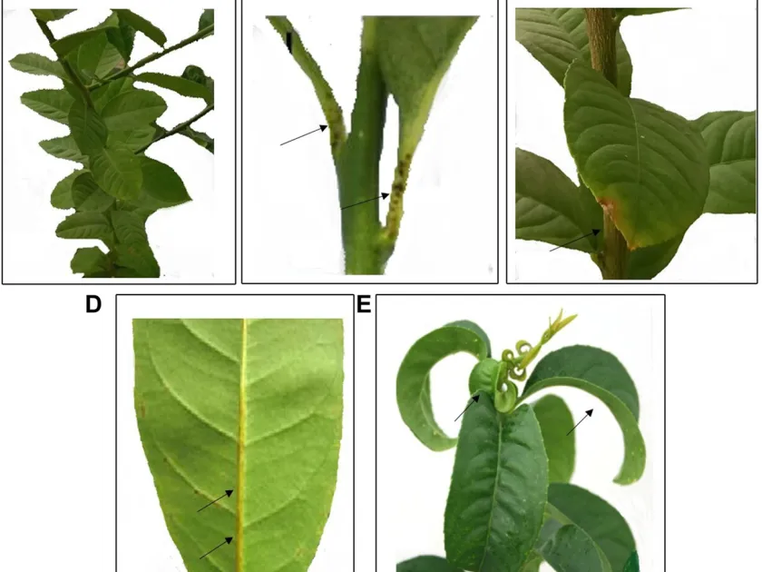 Citrus bent leaf viroid