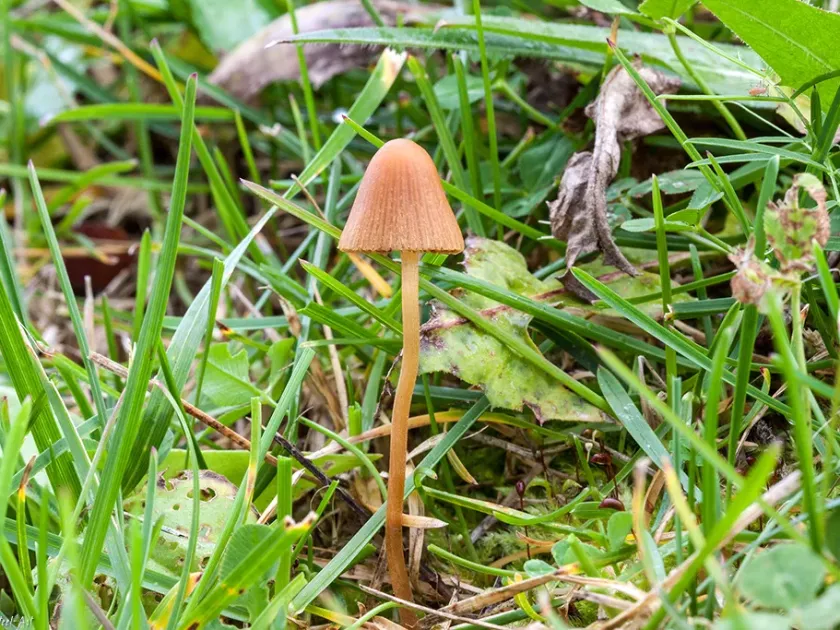 Conocybe