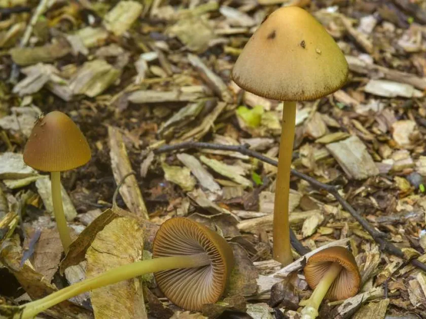 Conocybe tenera