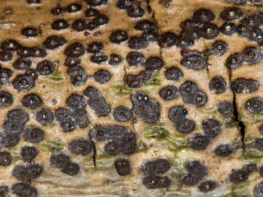 Clypeosphaeria mamillana