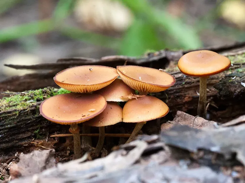 Galerina marginata