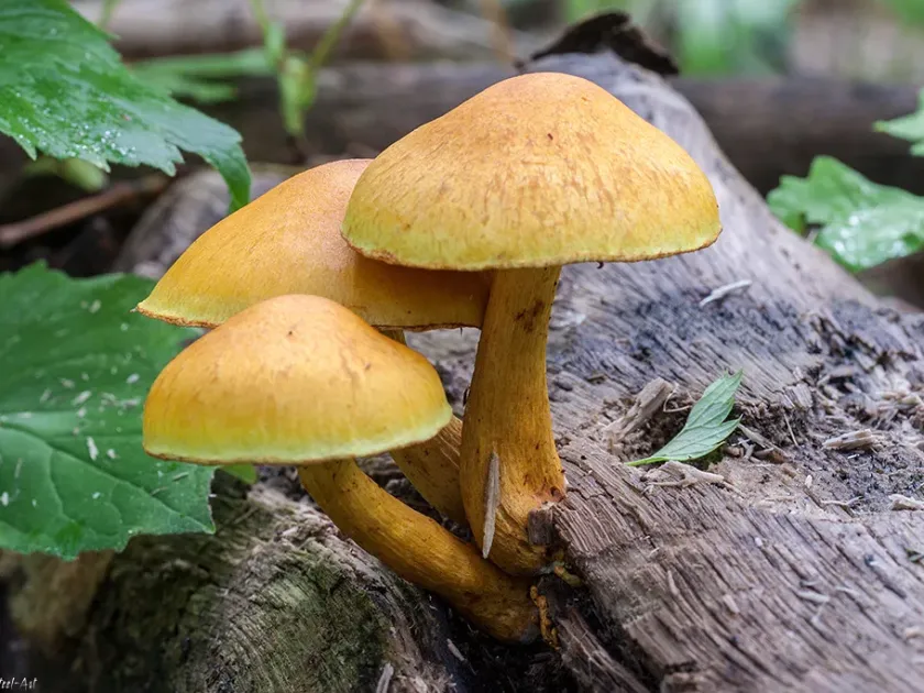 Gymnopilus