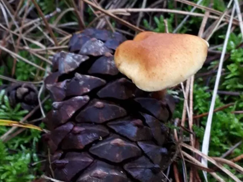 Gymnopilus penetrans