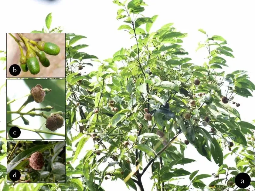 Cryptobasidiaceae