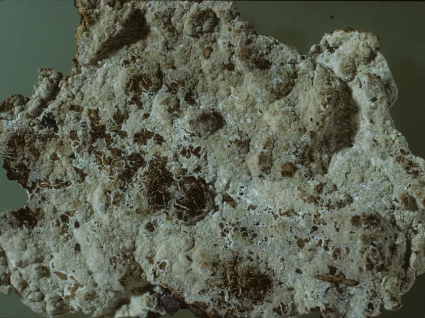 Cystostereum murrayi