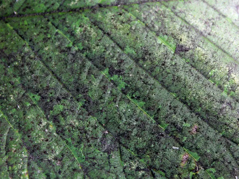 Euantennariaceae