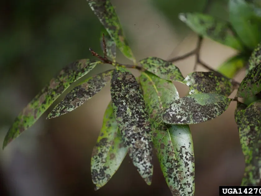 Tropical soot mold