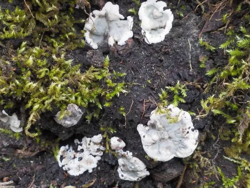 Eichleriella deglubens