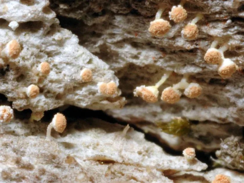 Sclerophora pallida