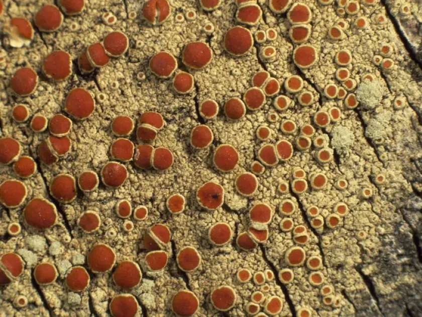Haematomma