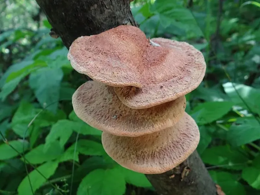 Hapalopilus rutilans
