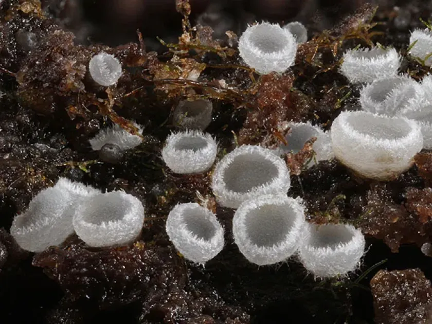 Hyaloscypha herbarum