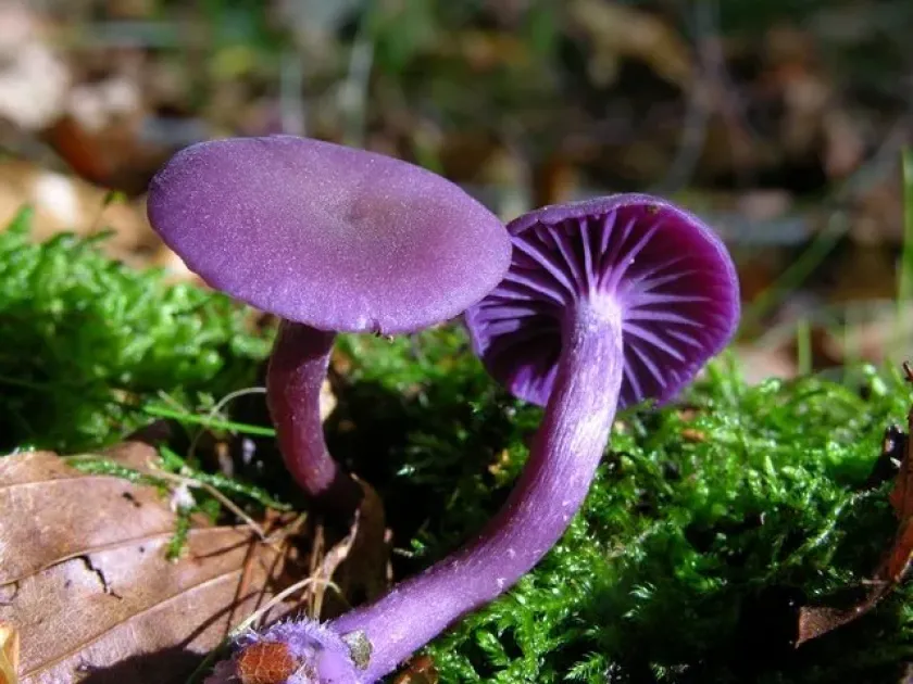 Amethyst deceiver