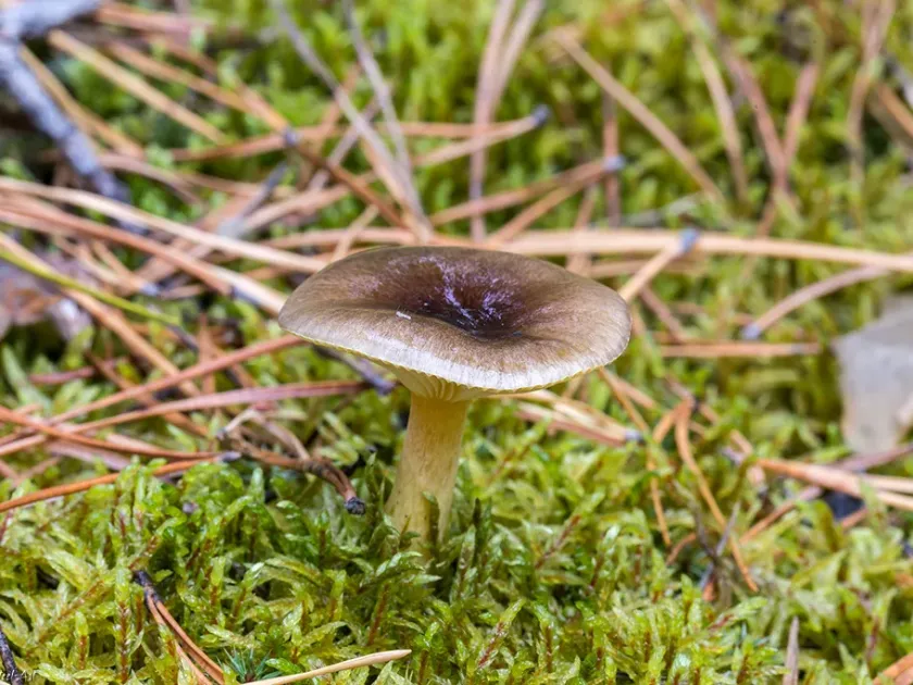 Late waxcap