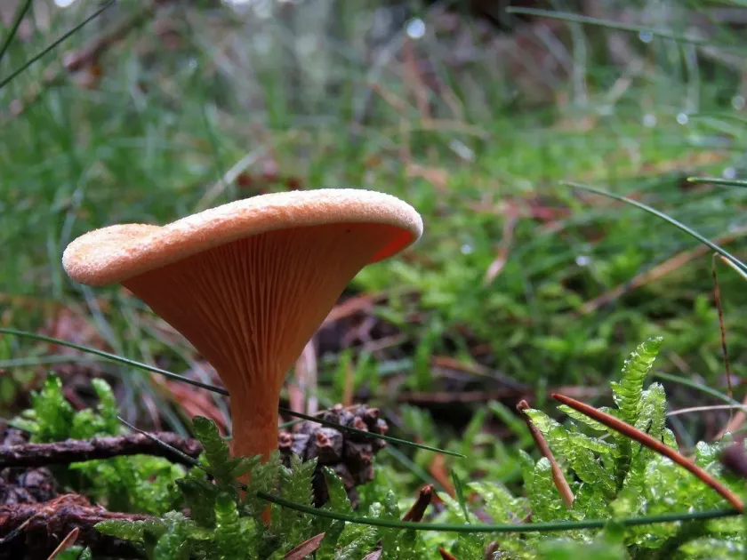 False chanterelle