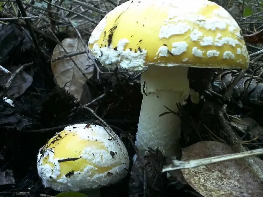 Gemmed Amanita