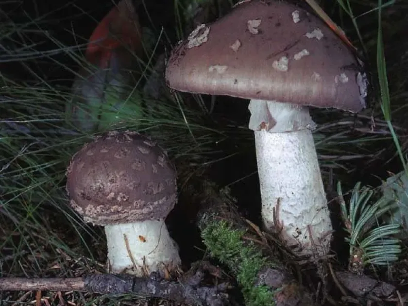 Grey spotted amanita