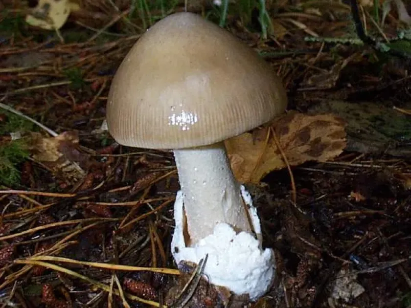 Grisette