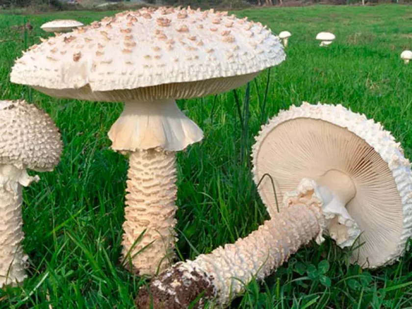 Amanita vittadinii