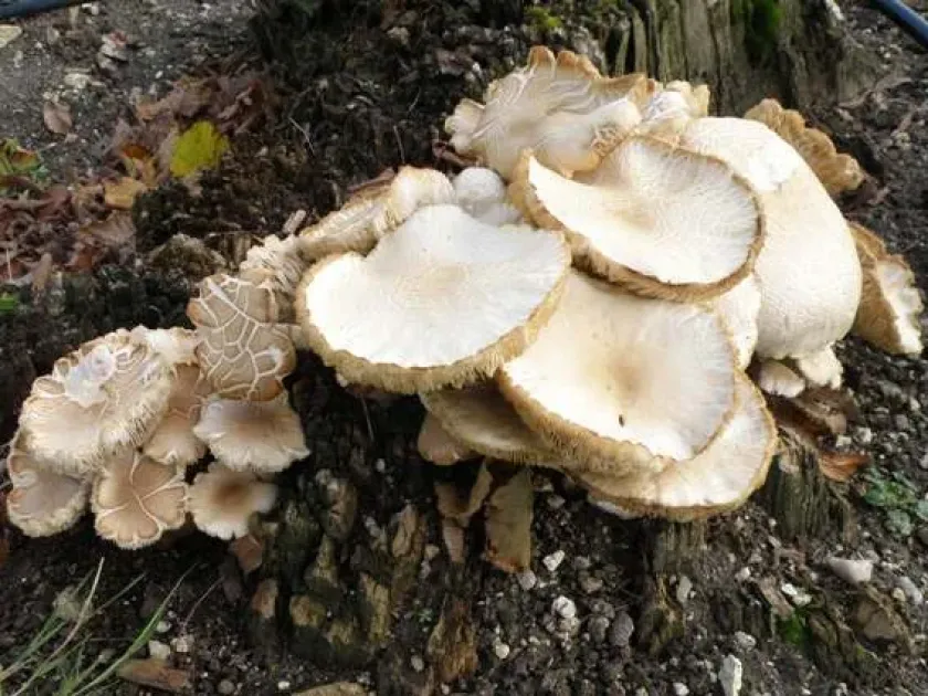 Agrocybe cylindracea