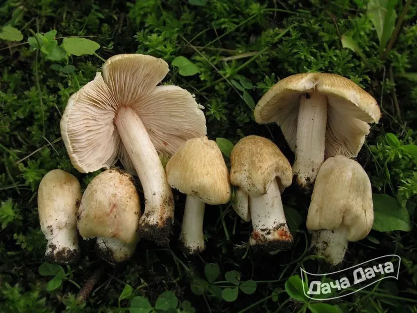 Inocybe patouillardii