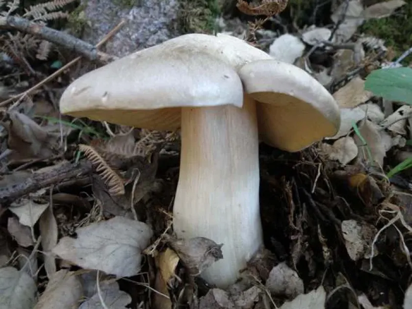 Livid entoloma