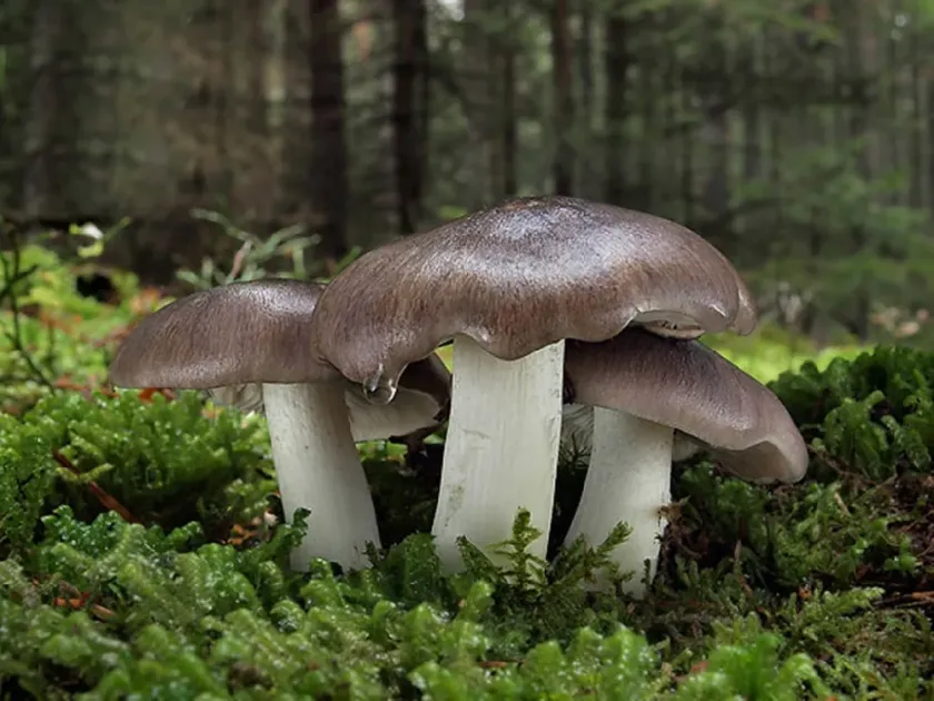 Tricholoma portentosum