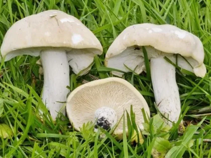 St. George's mushroom