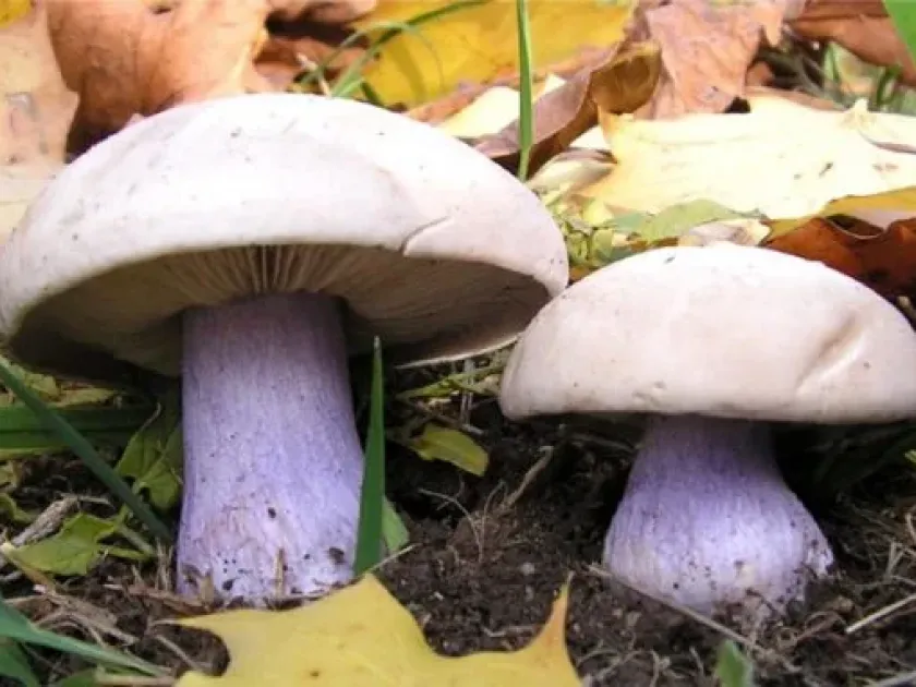 Field blewit