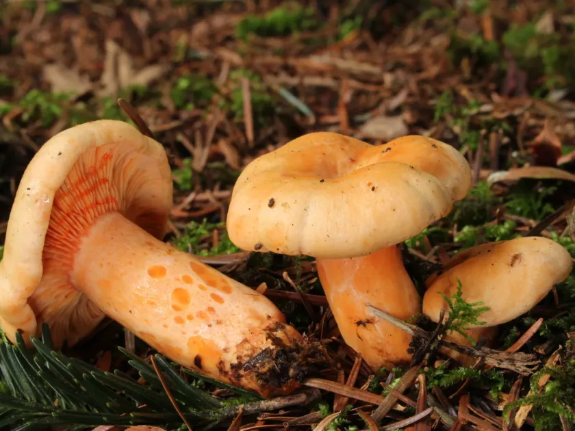 Salmon lactarius